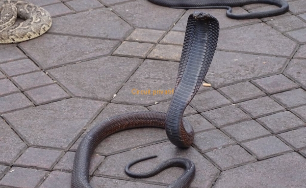 Serpent place Djemaa El-Fna